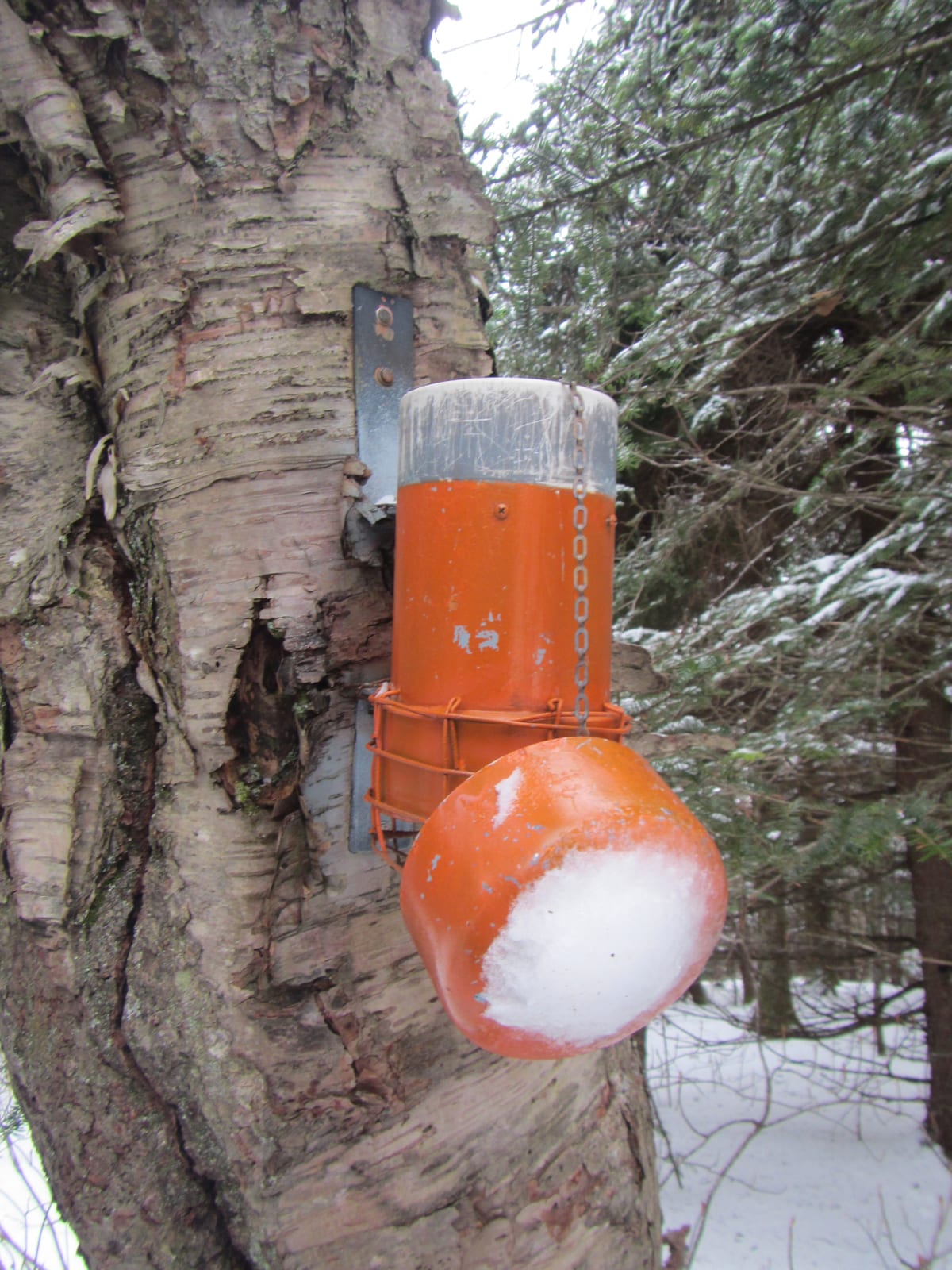 Balsam Cap