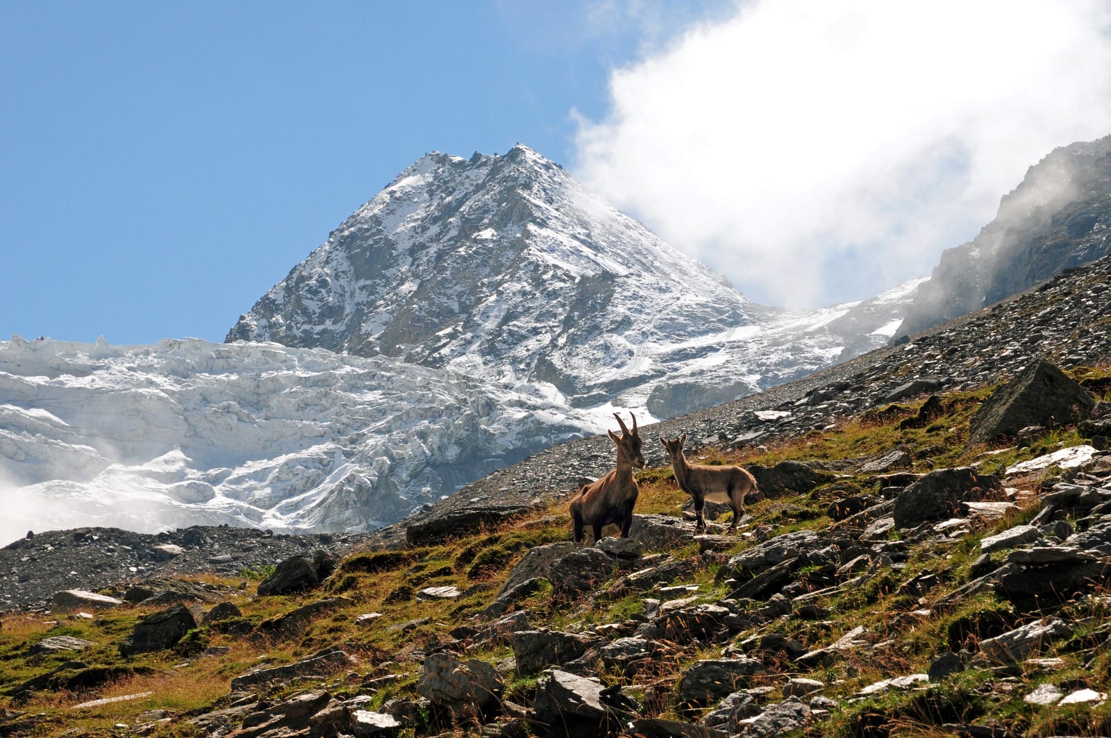 Dürrenhorn