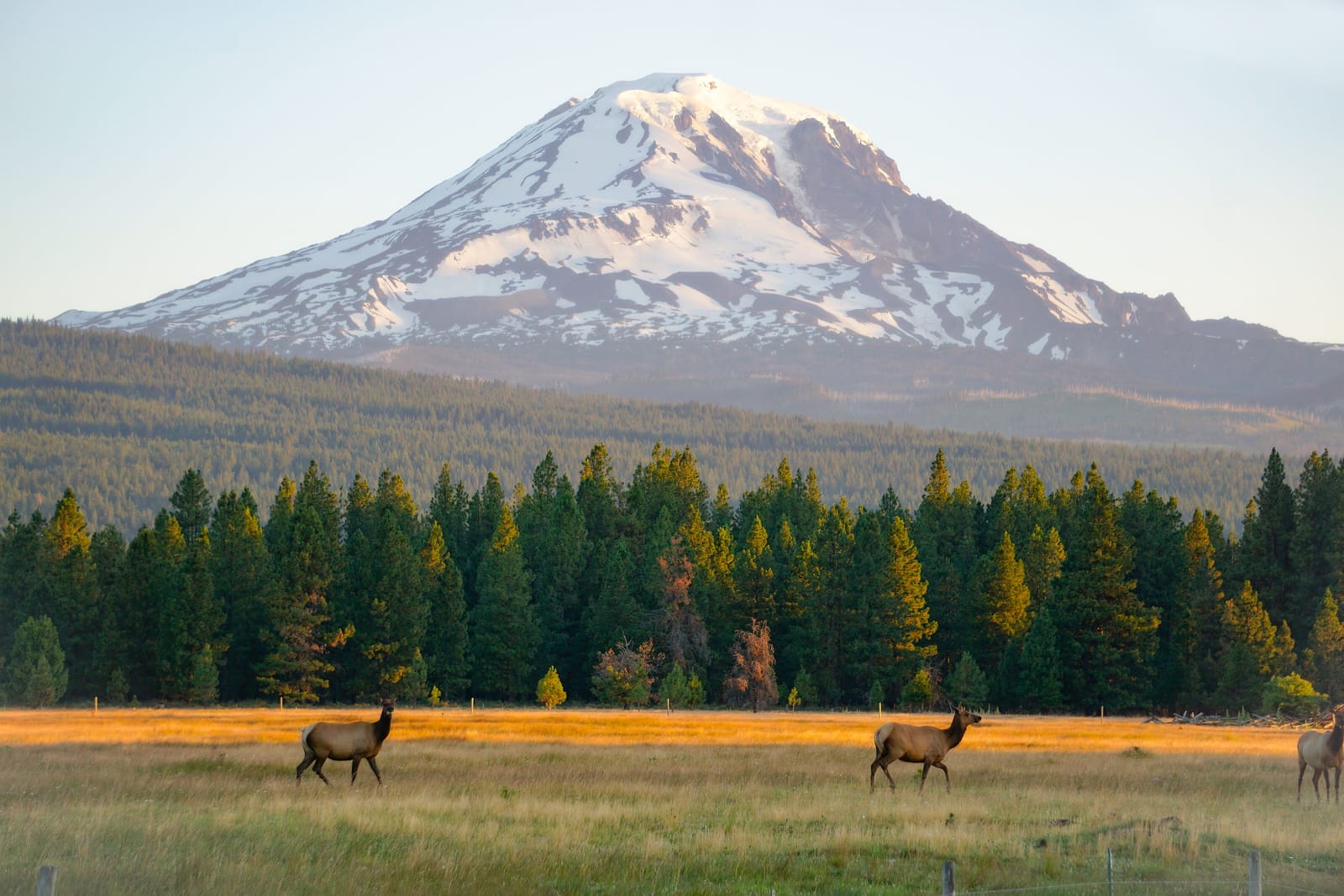 Mount Adams