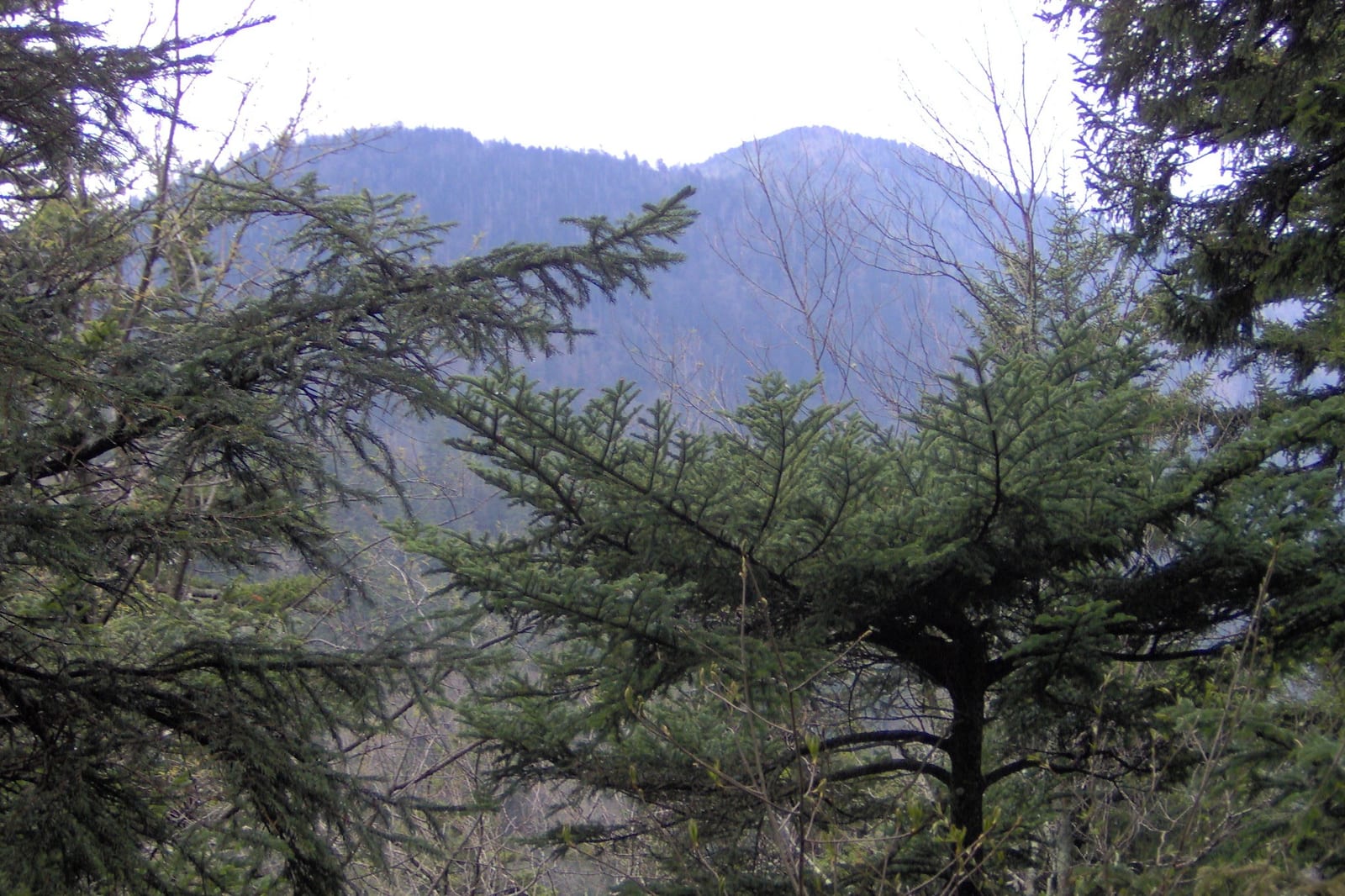 Mount Chapman