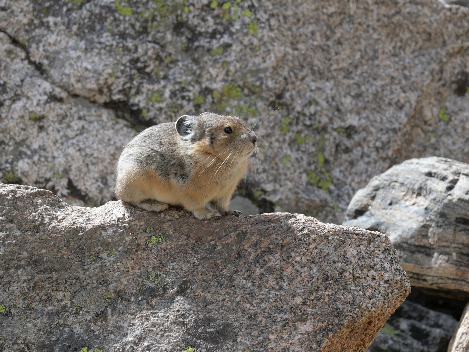Pika Peak, a peak on the Colorado 13ers list