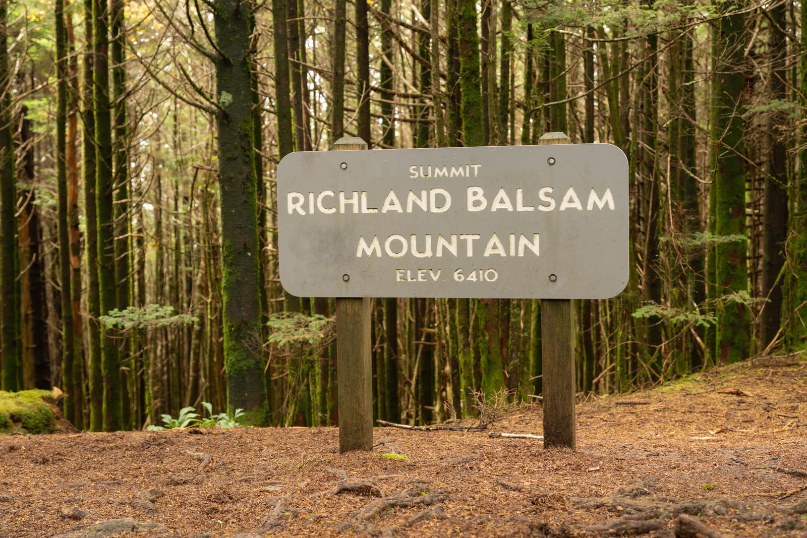 Richland Balsam