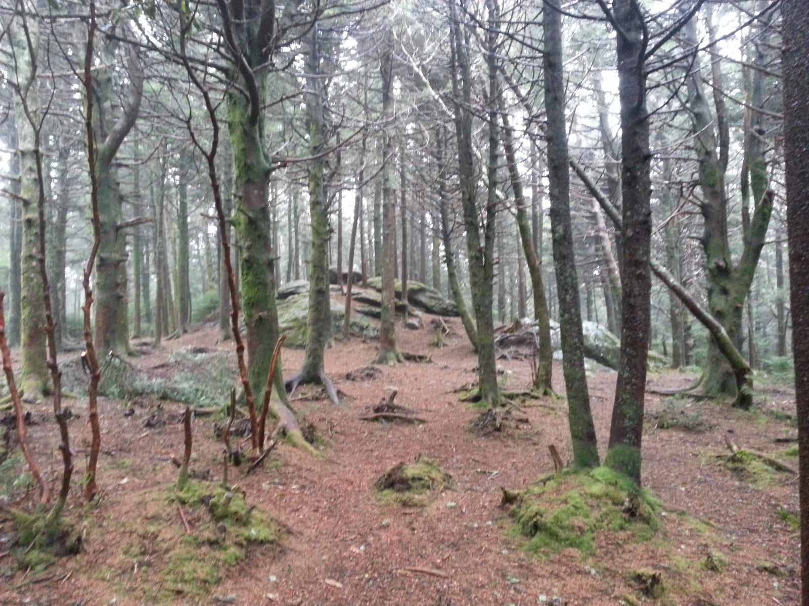 Roan High Knob
