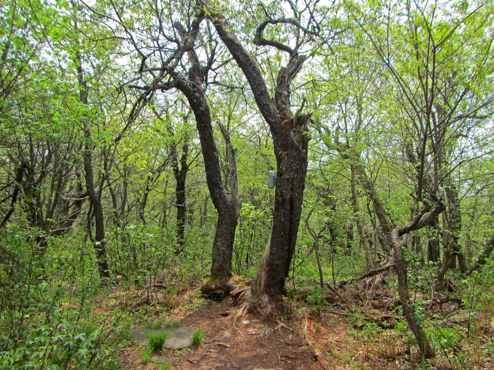 Vly Mountain